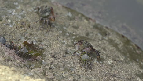 Nahaufnahme-Von-Großen-Krabben,-Die-Kleine-Krabben-Schikanieren