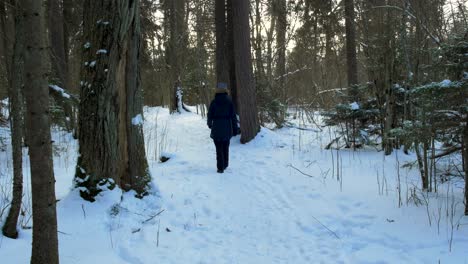 A-young-caucasian-girl-walking-on-winter-forest-trail-in-snow-covered-winter-pine-forest-at-sunny-day,-walk-alone-in-frosty-weather,-push-out-gimbal-shot,-starting-black-at-back,-walk-away-from-camera