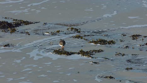 Purple-sandpiper-searches-for-food-along-the-beach