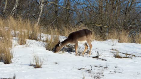 Female-fallow-deer-in-winter-fur-graze-the-grasses-poking-through-the-snow