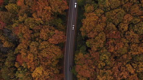 Bird's-eye-view-of-cars-passing-by-on-a-forest-road-with-autumn-color-treetops