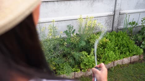 Gardener-watering-lettuce-and-broccoli-plants-home-grown-in-garden