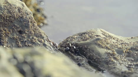 Crab-on-Rock-is-Frightened-and-Runs-into-Tide-Pool
