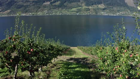 Langsam-Zwischen-Schönen-Reihen-Knuspriger-Apfelbäume-Spazieren---Hardanger-Norway