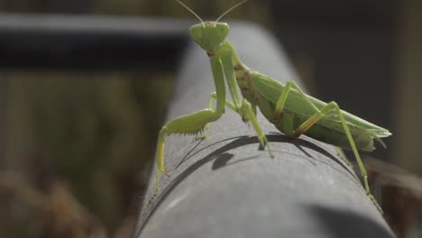 Footage-of-green-praying-mantis,-sitting-on-a-black-metal-rail,-looking-at-the-camera,-front-view,-slow-motion