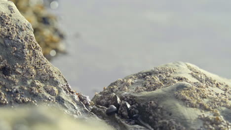 Close-Up-of-Crab-Hiding-From-Unseen-Danger