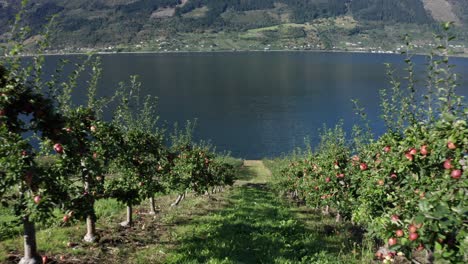 Appletree-orchard-farms-downhill-at-Hardangerfjord-Norway---Between-lanes-of-apple-trees-with-crispy-red-apples