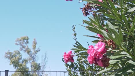 Medium-shot-of-pink-oleander-nerium-tree,-with-flowers-in-blossom,-clear-blue-sky-in-the-background,-moon-visible-at-day