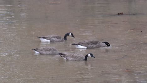 Geese-sitting-in-muddy-water-diving-for-food-while-snowing