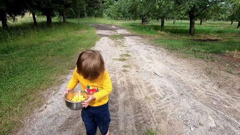 Little-Boy-Walking-While-Carrying-Fresh-Picked-Yellow-Cherries-In-A-Bowl-In-An-Orchard-Near-Traverse-City,-Michigan---slow-motion