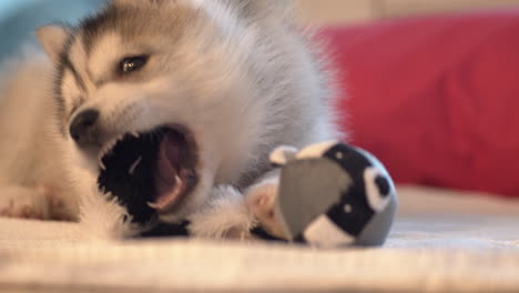 Husky-puppy-gnawing-on-dog-toy-in-bed,-close-up-slow-motion