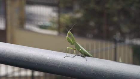 Footage-of-green-praying-mantis,-sitting-on-a-black-metal-rail,-blurry-fence-on-the-background-120fps