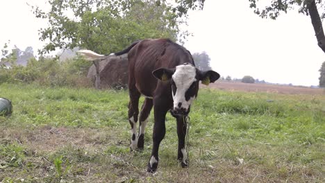 A-young-calf-held-on-a-chain-in-the-field-outside
