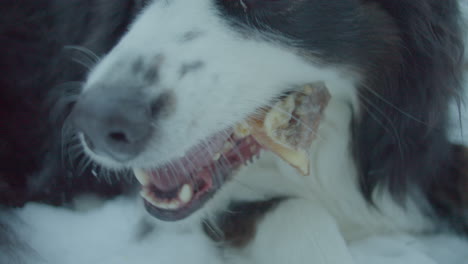 Close-up-shot-of-an-Australian-shepherd-chewing-a-dog-bone-outside-in-the-garden