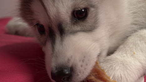 Fluffy-husky-puppy-gnaws-on-bone-in-bed,-extreme-close-up-slow-motion