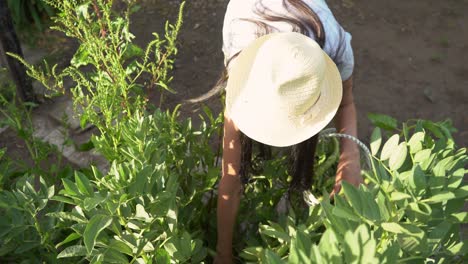 Female-gardener-harvesting-broad-beans-home-grown-from-garden