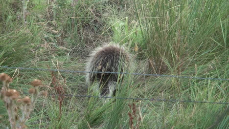 A-porcupine-crawls-through-the-grass-in-a-field