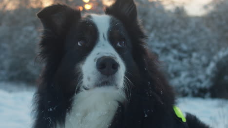 Close-up-of-a-black-tri-Australian-shepherd-dog-looking-into-the-camera-and-smiling-on-a-sunny-winter-evening