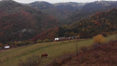 Aerial-view-of-a-cow-pasturing-around-traditional-small-village-farm-with-a-mountain-forest-background-on-autumn-colors,-drone-flying-forward