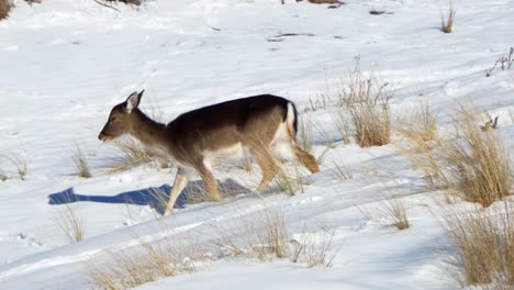 Female-fallow-deer-runs-through-the-deep-snow