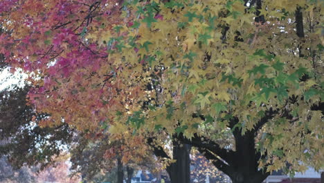 Statischer-Slomo-Von-Leuchtenden,-Herbstfarbenen-Bäumen