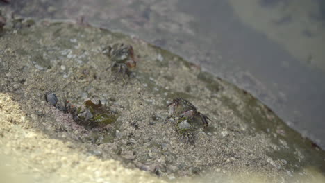 Kleine-Krabbe-Weicht-Von-Sich-Nähernden-Größeren-Krabben-Zurück