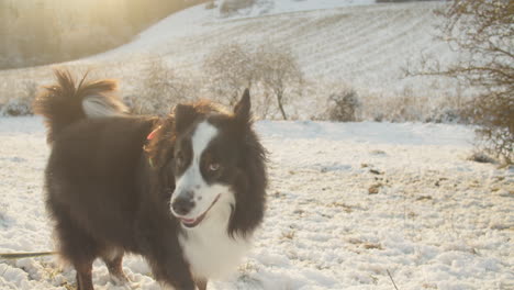 Cinematic-shot-of-an-Australian-Shepherd-standing-and-scratching-the-ground-on-a-snowy-field
