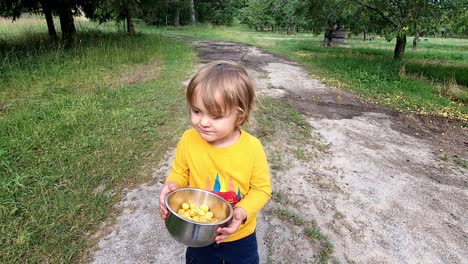 A-Child-Carrying-A-Bowl-Of-Fresh-Picked-Yellow-Cherries-In-An-Orchard-In-Traverse-City,-Michigan---slow-motion