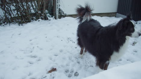 Mittelweite-Aufnahme-Eines-Hundes,-Der-An-Einem-Wintertag-Im-Garten-Steht