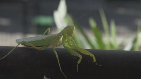 Footage-of-green-praying-mantis,-sitting-on-a-black-metal-rail,-praying-and-looking-at-he-camera,-side-view-120fps