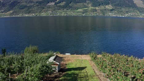 Agriculture-apple-tree-cultivated-farms-Sorfjorden-Hardanger-Norway