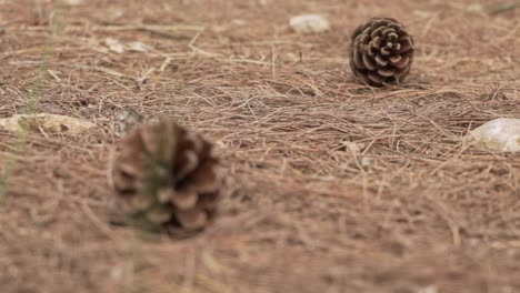 Pine-cones-on-forest-ground-laying-on-pine-needles,-pull-focus-from-foreground-to-background,-low-ground-view