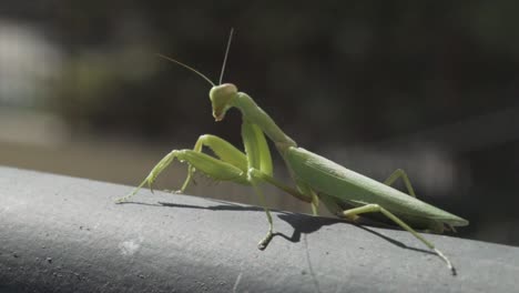 Footage-of-green-praying-mantis,-sitting-on-a-black-metal-rail-and-looking-the-camera-120fps,-blurry-solid-background