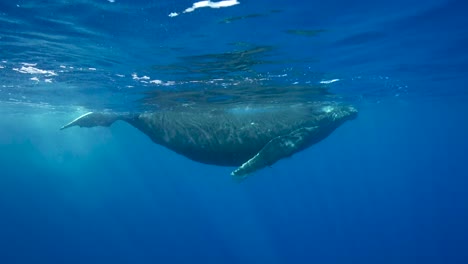 Young-humpback-whale-in-clear-water-around-the-island-of-Tahiti,-south-Pacific,-French-Polynesia
