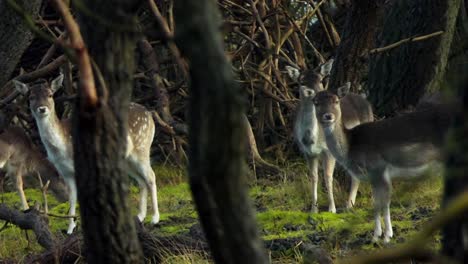 Cute-female-fallow-deer-looking-alertly-from-behind-the-trees-into-the-camera