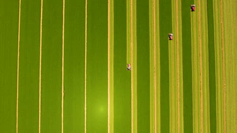 Cinematic-downward-angle-drone-shot-of-combines-harvesting-in-a-farm-field