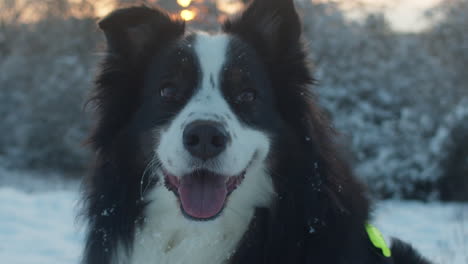 Close-up-shot-of-a-dog-smiling-into-camera-on-a-beautiful-winter-evening