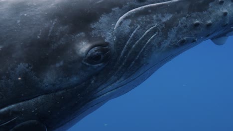 Humpback-whale-close-up-shot-in-clear-water-of-the-pacific-ocean--slow-motion-shot