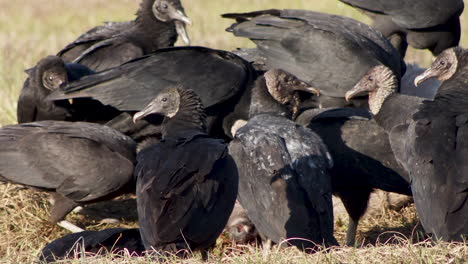 Black-Vultures-on-the-side-of-the-road-fighting-over-a-dead-whitetail-buck