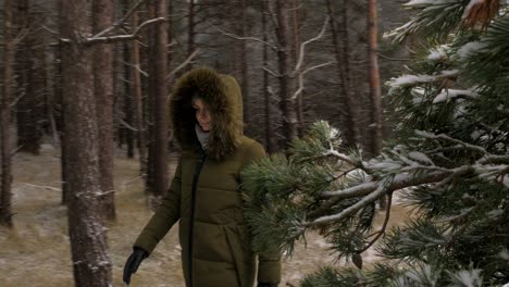Young-woman-in-green-winter-clothes-walks-in-the-pine-wood-along-the-sandy-shore-of-the-Baltic-sea-beach,-wide-tracking-shot-trough-the-pine-branches