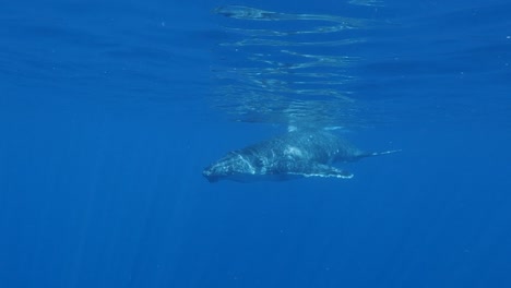 Junge-Buckelwale-Passieren-Im-Klaren-Wasser-Des-Pazifischen-Ozeans---Aufnahme-In-Zeitlupe