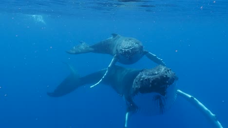 Humpback-whales---mother-and-calf-pass-close-in-clear-water-of-the-pacific-ocean--slow-motion-shot