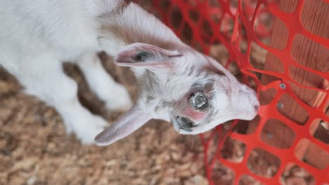 Baby-goat-with-disbudding-marks-on-head-chews-on-plastic-fencing