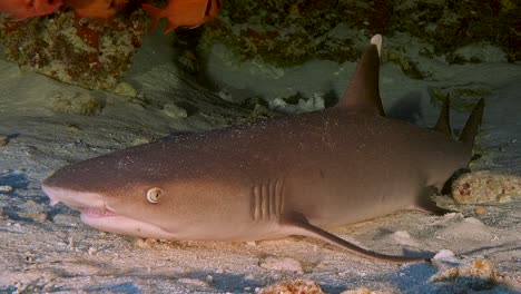 Whitetip-reef-shark-resting-on-the-sand-in-a-cave,-surrounded-by-tropical-reef-fish