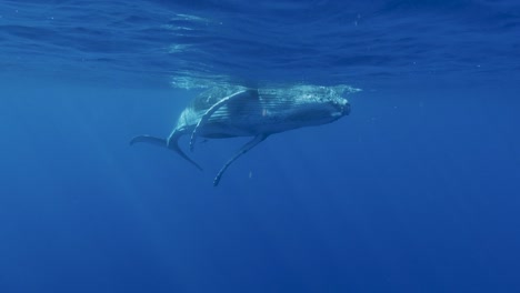 Junge-Buckelwale-Spielen-Im-Klaren-Wasser-Des-Pazifischen-Ozeans---Zeitlupenaufnahme
