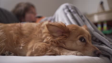 Nahaufnahme-Einer-Mittelgroßen-Rasse,-Griechischer-Kokoni-Hund,-Entspannt-Auf-Der-Couch,-Kaukasisches-Kind-Auf-Verschwommenem-Hintergrund