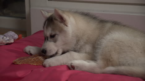 Young-Siberian-Husky-Eating-a-Treat-On-Pink-Dog-Bed-Indoors