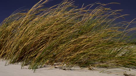 Close-shot-of-grass-growing-on-a-white-sand-dune-close-to-the-windy-coast-of-sardinia,-Italy