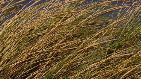 Close-up-of-grass-growing-on-a-white-sand-dune-close-to-the-windy-coast-of-sardinia,-Italy