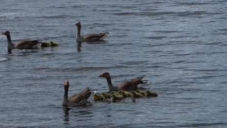 Geese-couple-with-young-swimming-in-the-water,-slow-motion-50fps